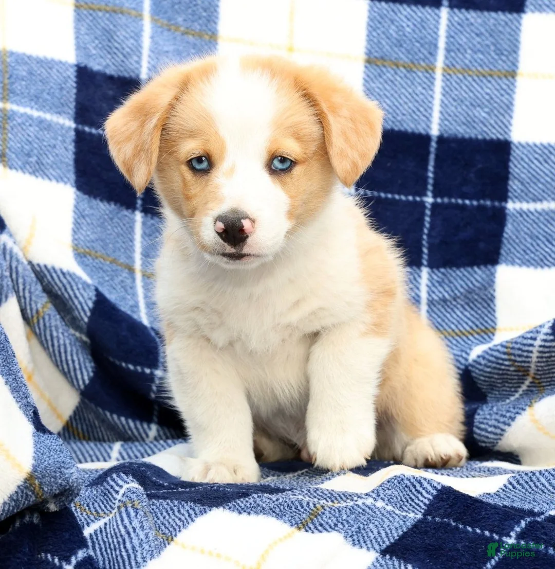 Welsh Corgi Pembroke dogs for sale: Boone - Ad 2