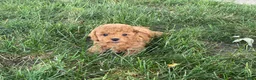 Mini Goldendoodle dogs for sale: Mandy Mini Goldendoodle  - Ad 9