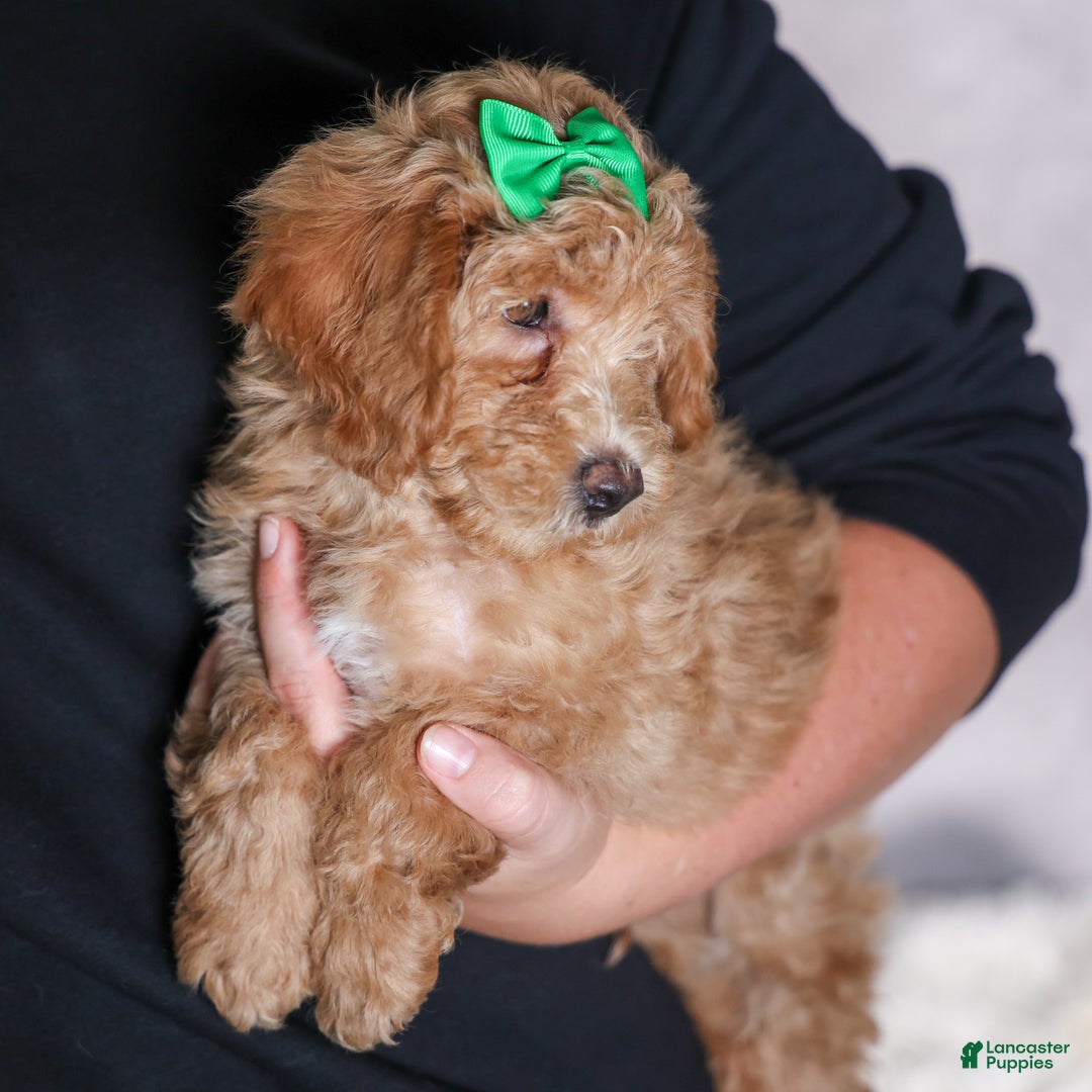 Shihpoo dogs for sale: Elmo - Ad 17