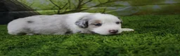 Miniature Australian Shepherd dogs for sale: America - Ad 3