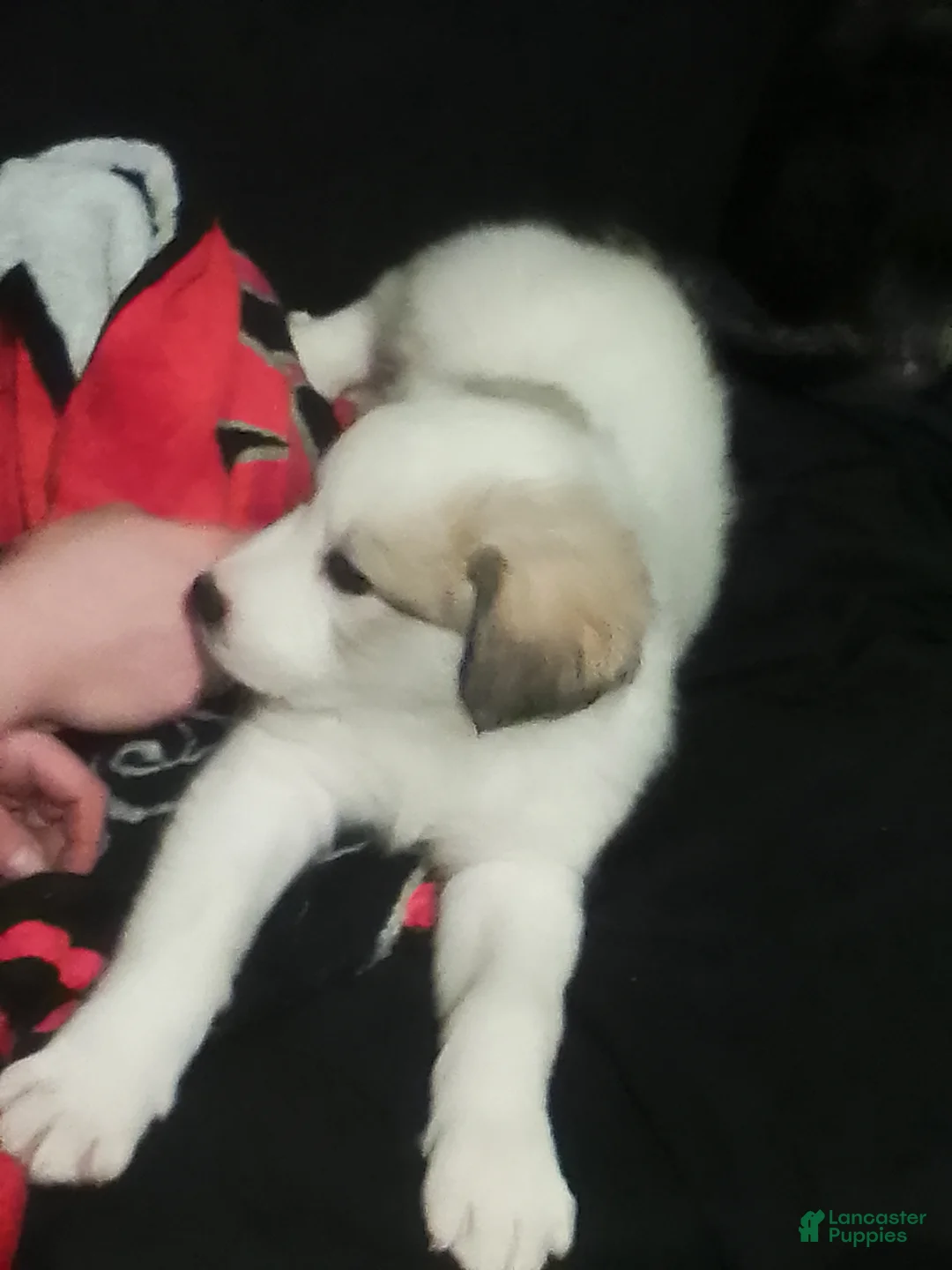 Mixed Breed dogs for sale: Mixed Breed Puppy 1 - Ad 6