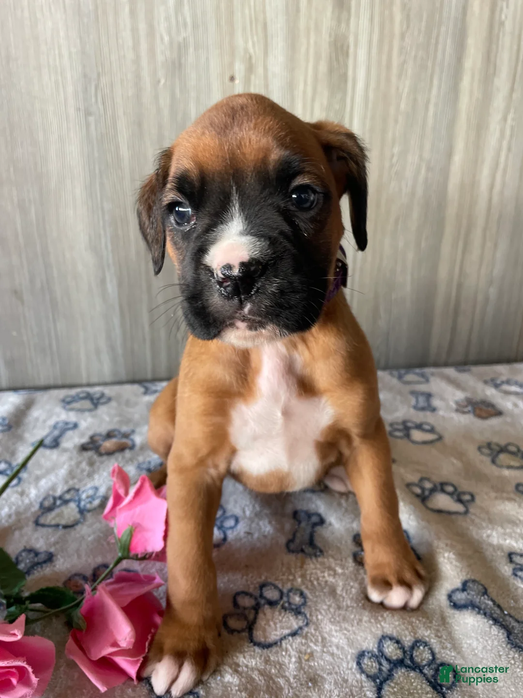 Boxer dogs for sale: Bambi - Ad 2