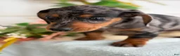 Miniature Dachshund dogs for sale: Jubilee - Ad 4