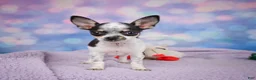 Chihuahua dogs for sale: DAHLIA - Ad 17