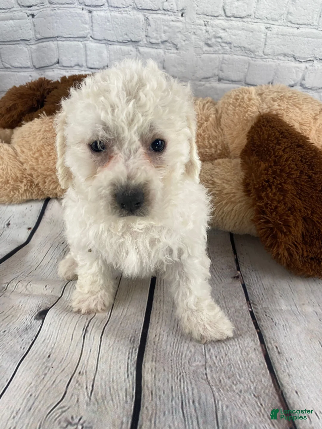 Bichon Frise dogs for sale: Harper - Ad 5