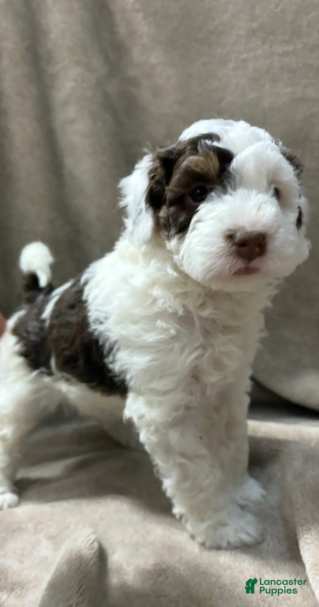 Bernedoodle dogs for sale: Ava - Ad 2
