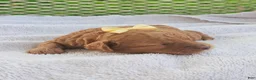 Toy Poodle dogs for sale: Calista - Akc Toy Poodle - Ad 3