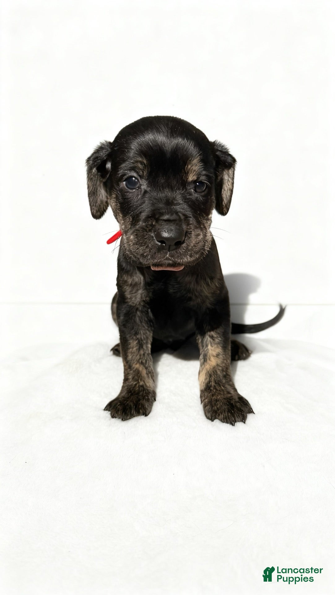 Mixed Breed dogs for sale: draco - Ad 15