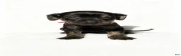 Mixed Breed dogs for sale: draco - Ad 1