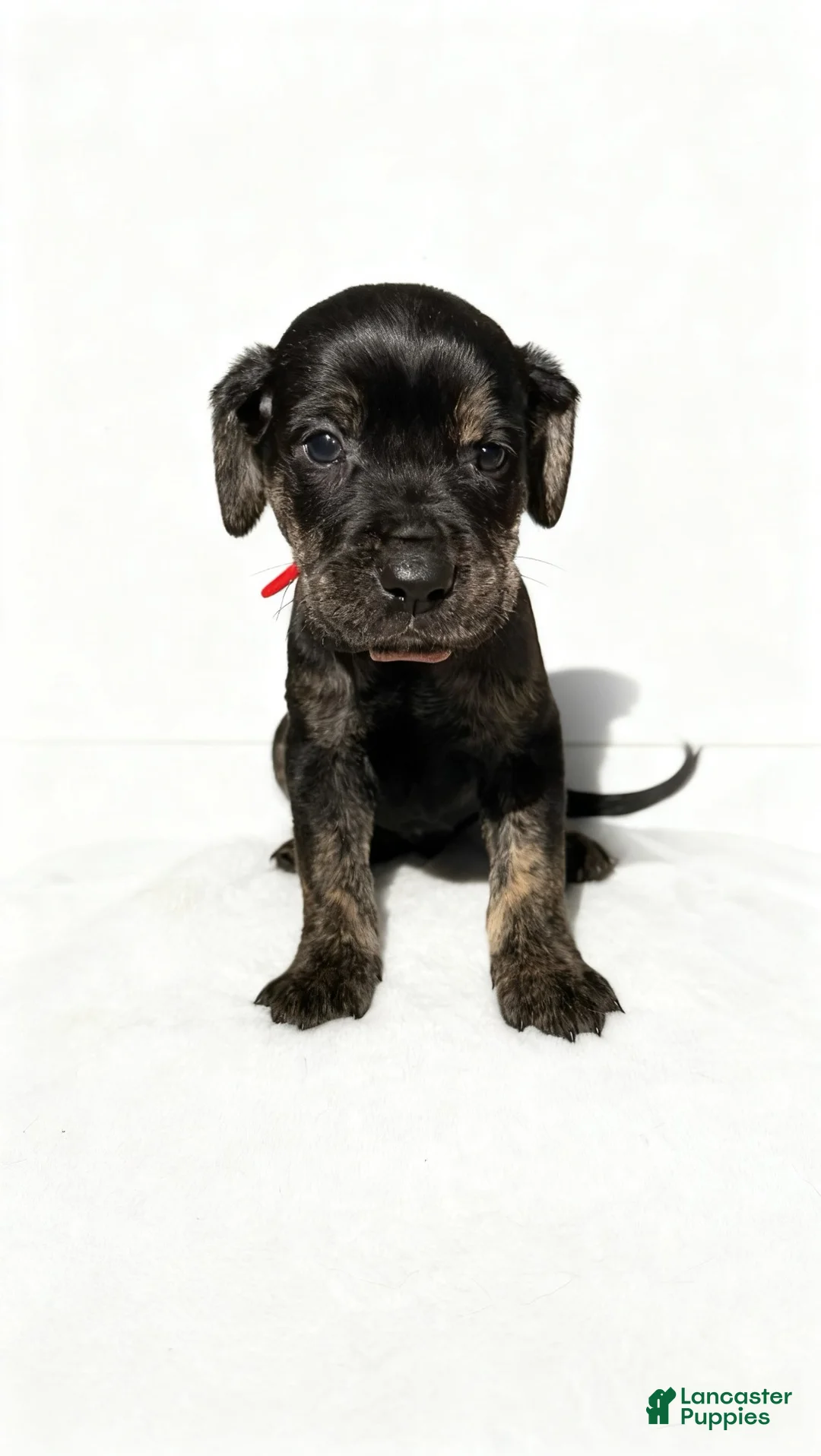 Mixed Breed dogs for sale: draco - Ad 1
