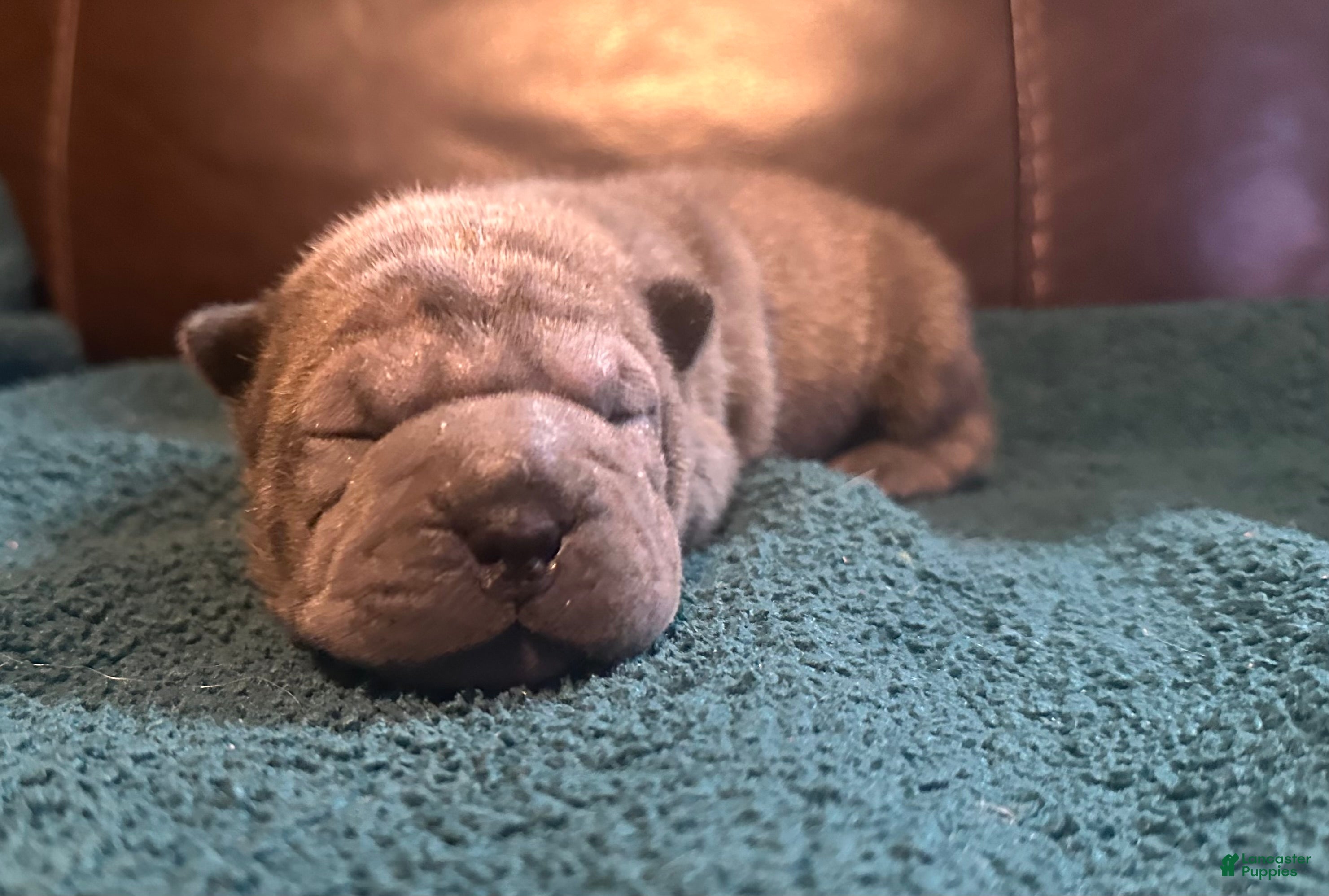 Shar Pei dogs Valentine - Ad 7