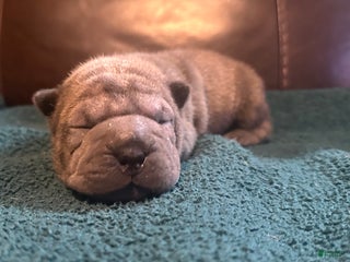 Shar Pei dogs Valentine - Ad 7