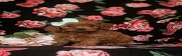Cavapoo dogs for sale: Tilly - Ad 4