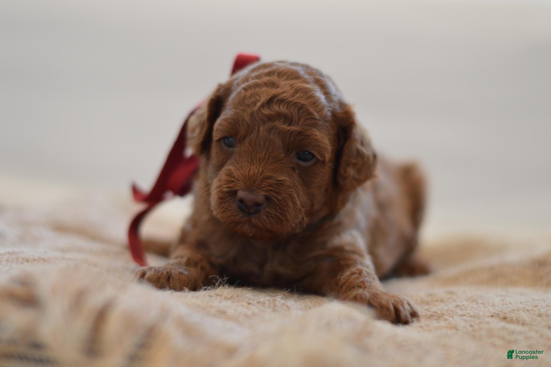 Miniature Poodle dogs Miny - Ad 1