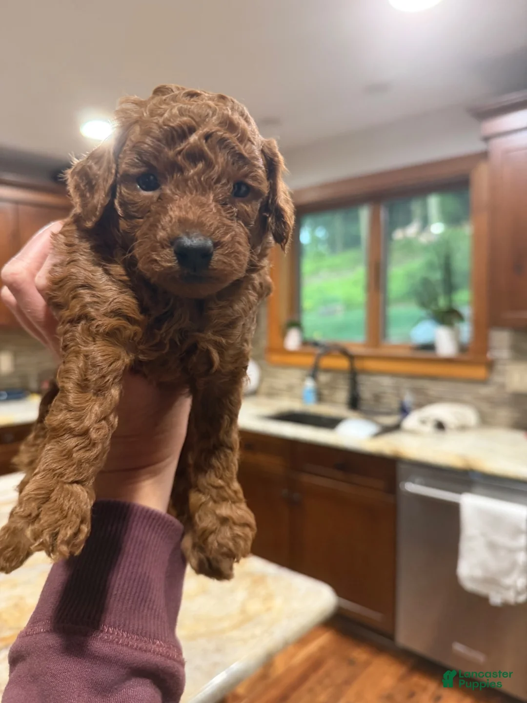 Toy Poodle dogs for sale: Walker - Ad 1
