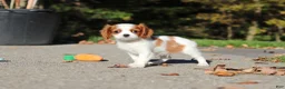 Cavalier King Charles Spaniel dogs for sale: Arlo - Ad 9