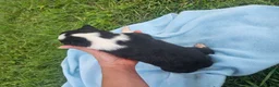 Australian Shepherd dogs for sale: Louie - Ad 5