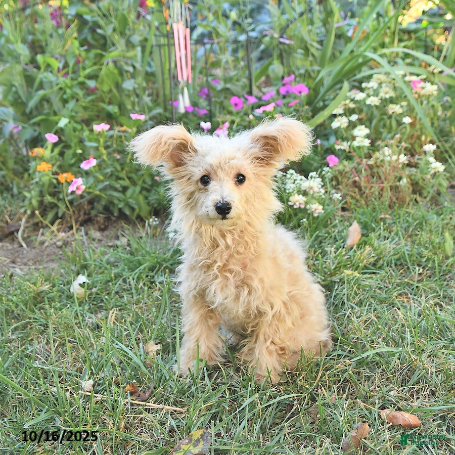 Pomapoo dogs Emily - Ad 9