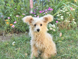 Pomapoo For Sale Pomapoo Puppies for sale | Lancaster Puppies