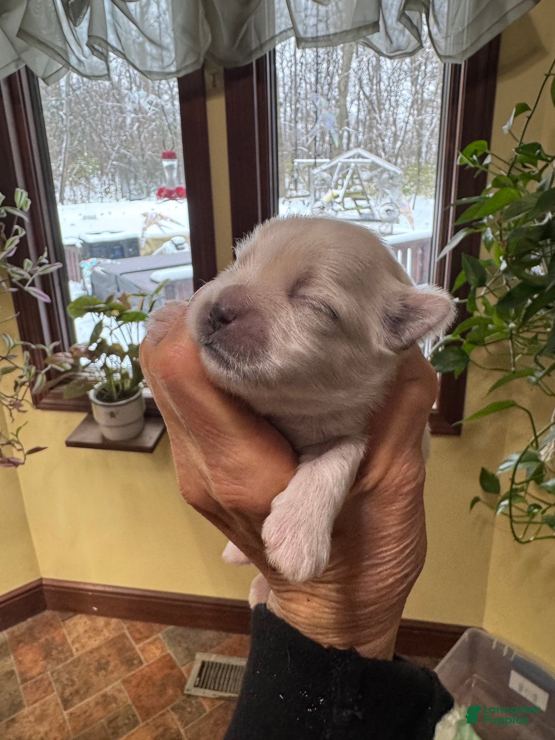 Shih Tzu dogs for sale: Mack - Ad 2