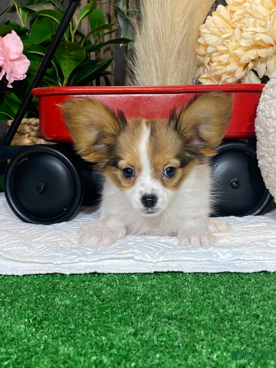 Papillon dogs for sale: Riane - Ad 7