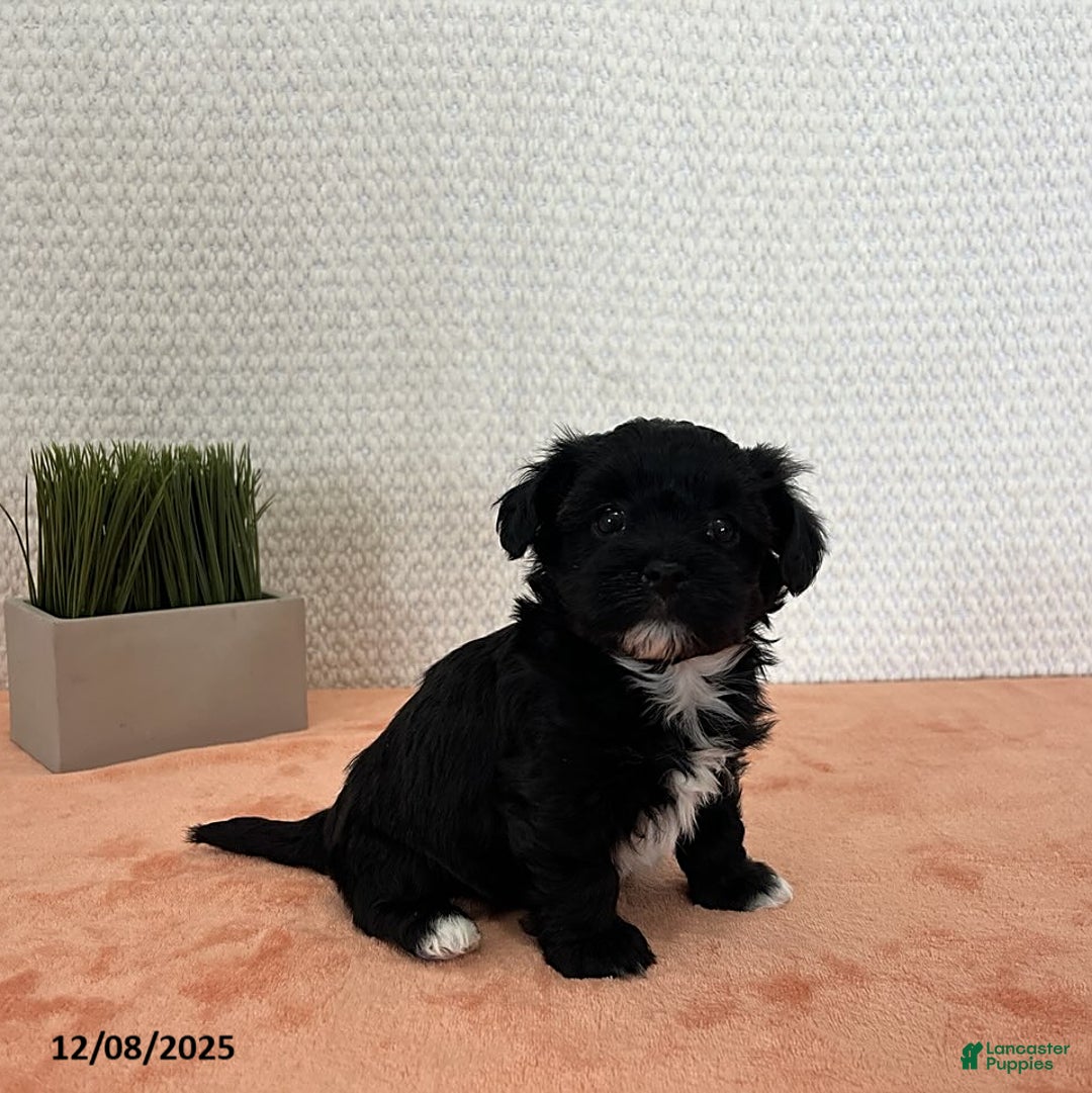 Havapoo dogs for sale: Princess - Ad 2