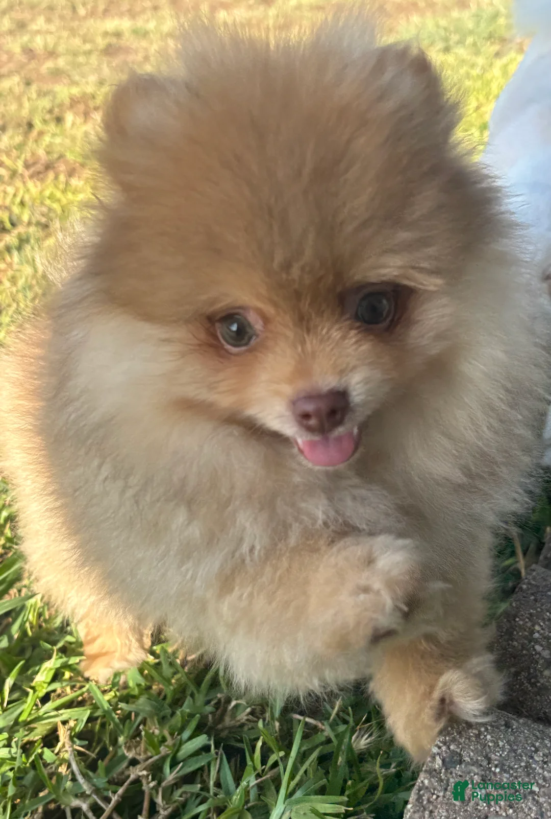 Pomeranian dogs for sale: Pomeranian 1 - Ad 1