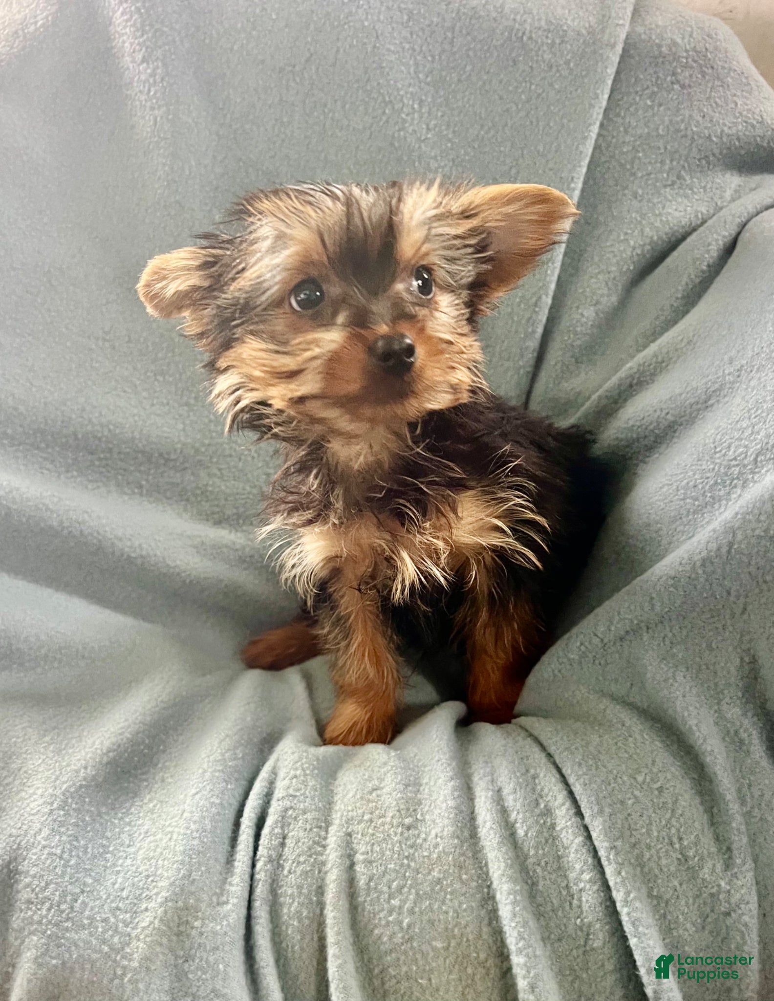 Yorkshire Terrier dogs Scotty - Ad 2