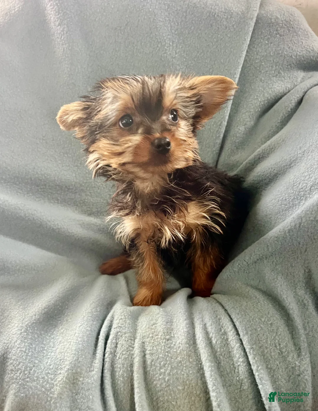 Yorkshire Terrier dogs for sale: Scotty - Ad 2