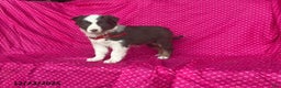Mixed Breed dogs for sale: Georgia - Ad 5