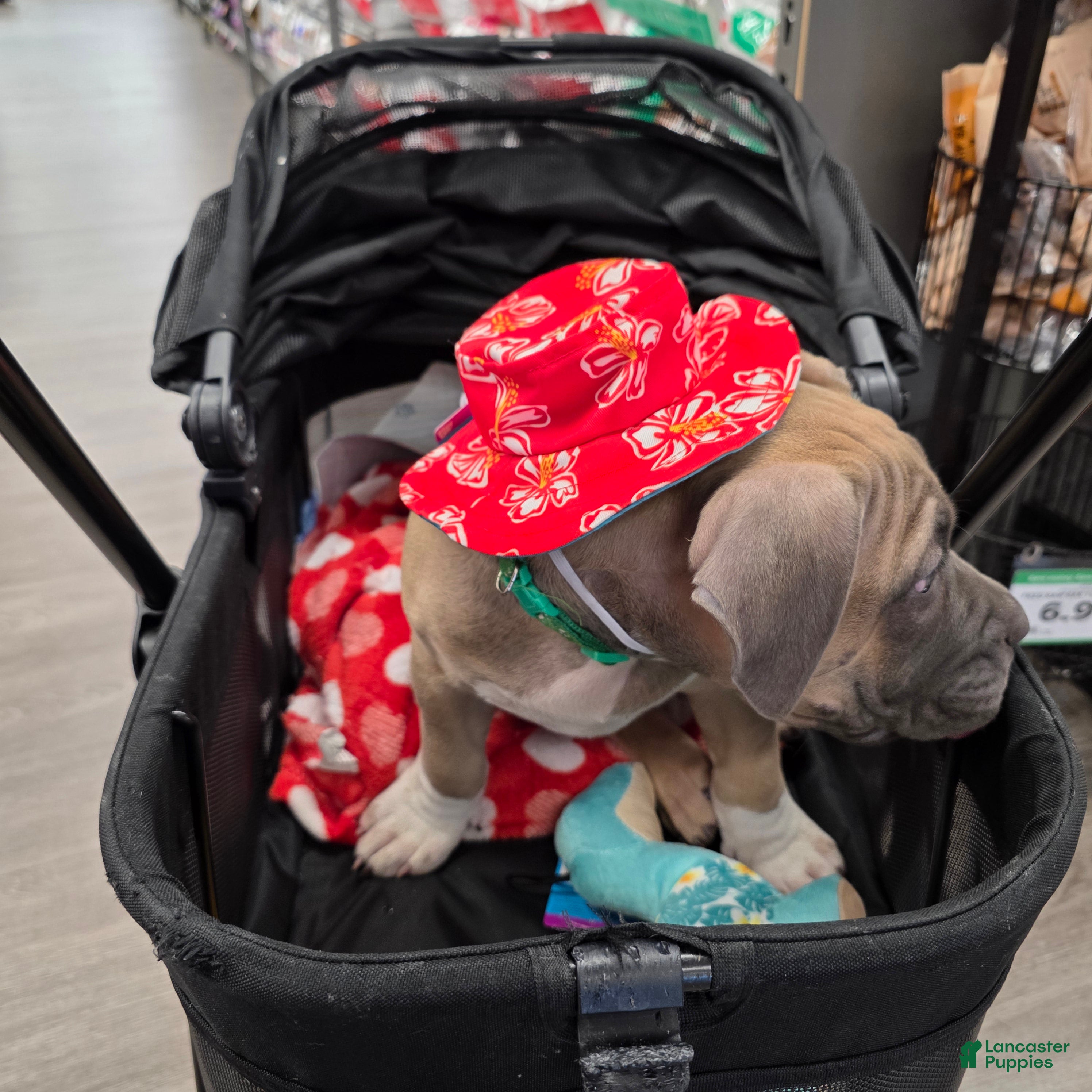 American Bully dogs Yogi the bear - Ad 2