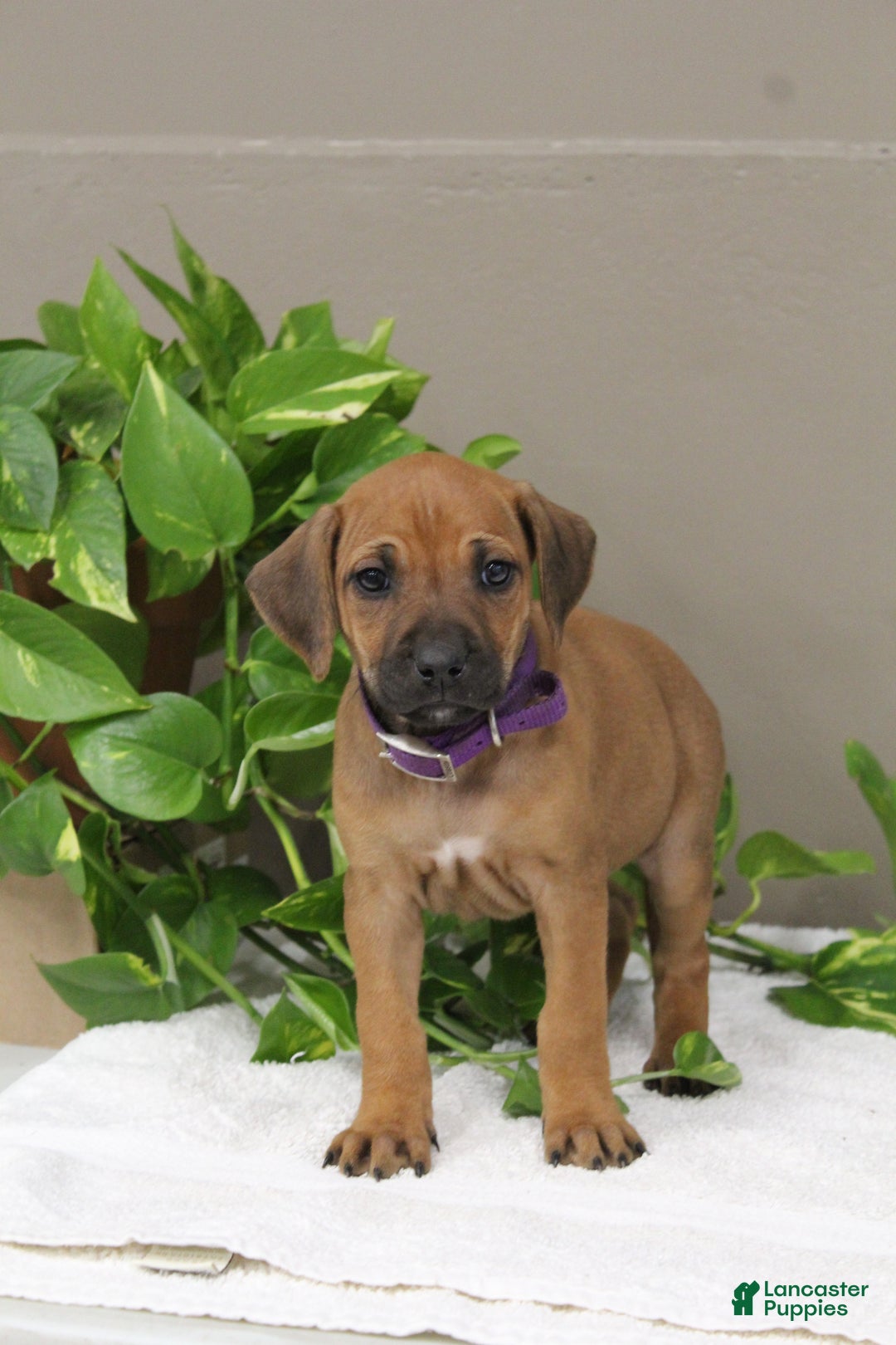 Rhodesian Ridgeback dogs for sale: Bailey - Ad 1