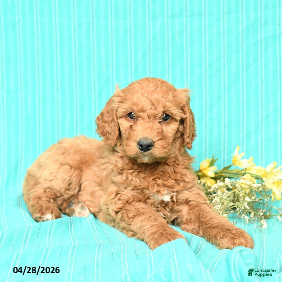 Goldendoodle dogs Riley - Ad 1