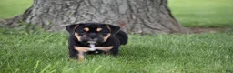 Beabull dogs for sale: Max - Ad 4