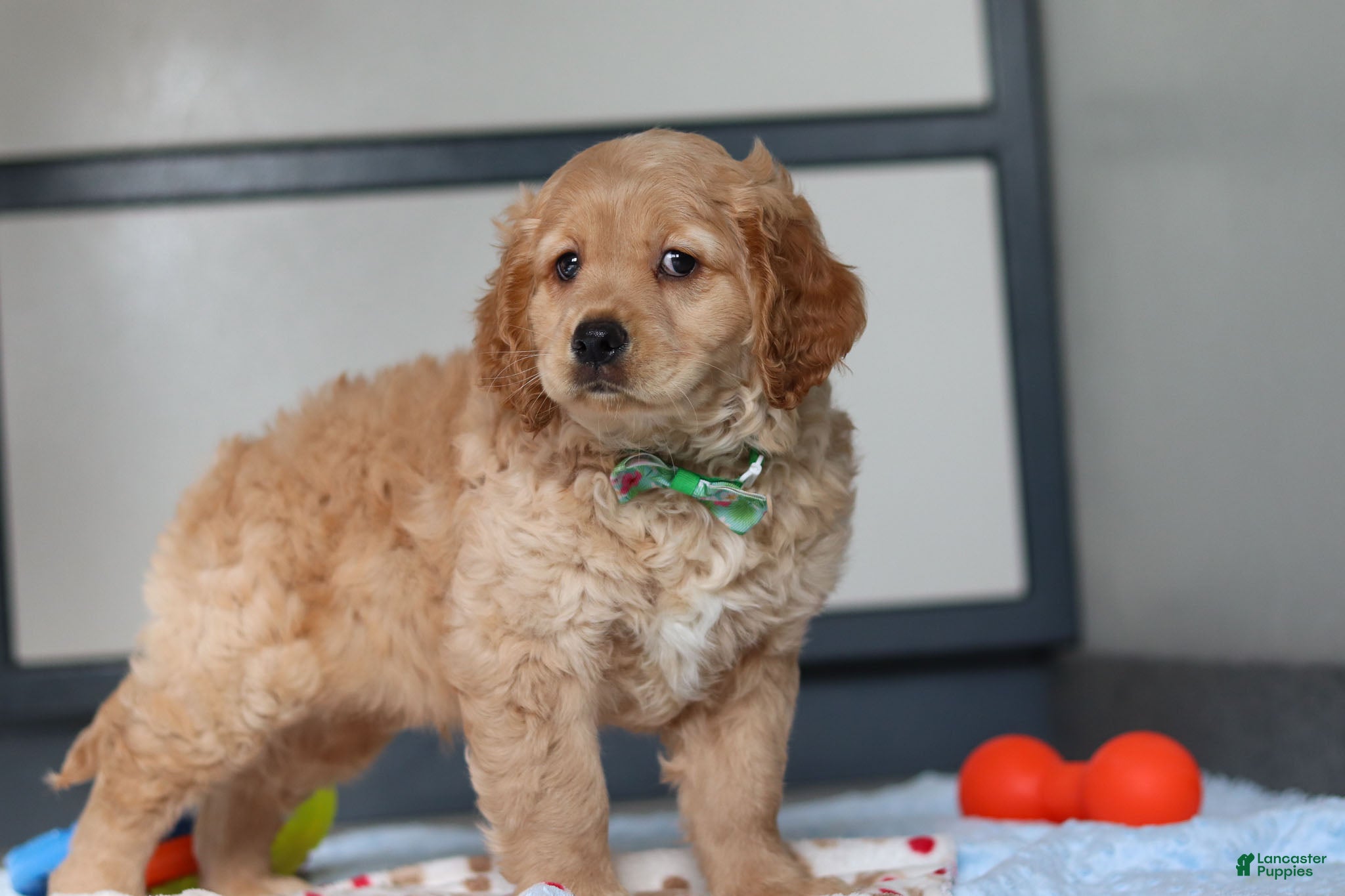 Miniature Golden Retriever dogs Ozzy - Ad 3