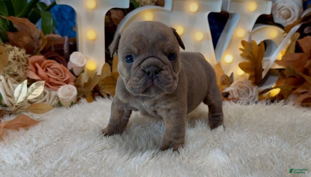 English Bulldog dogs Blue Fawn n tan brindle gen health tested CLEAR - Ad 2