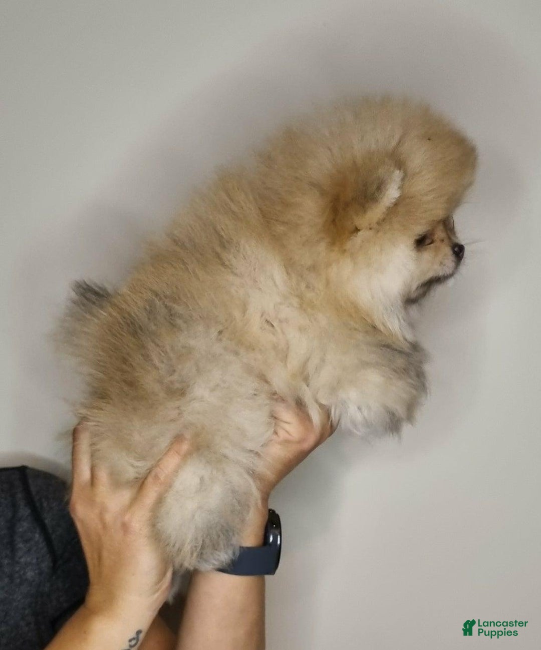 Pomeranian dogs for sale: Sofia - Ad 8