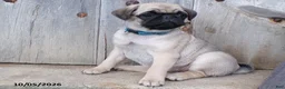 Pug dogs for sale: Spices - Ad 3