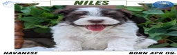 Havanese dogs for sale: Niles - Ad 1