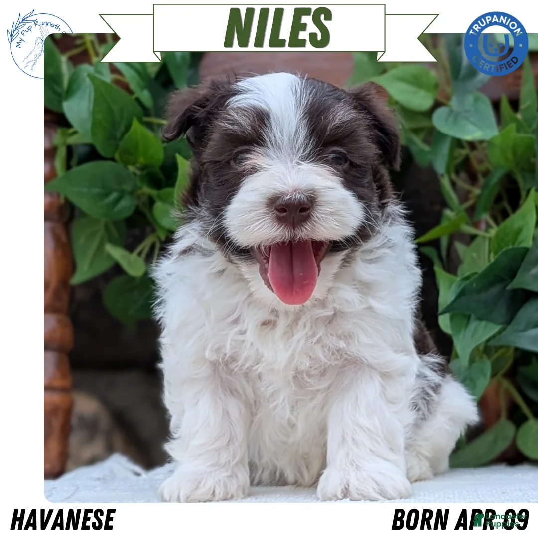 Havanese dogs for sale: Niles - Ad 1