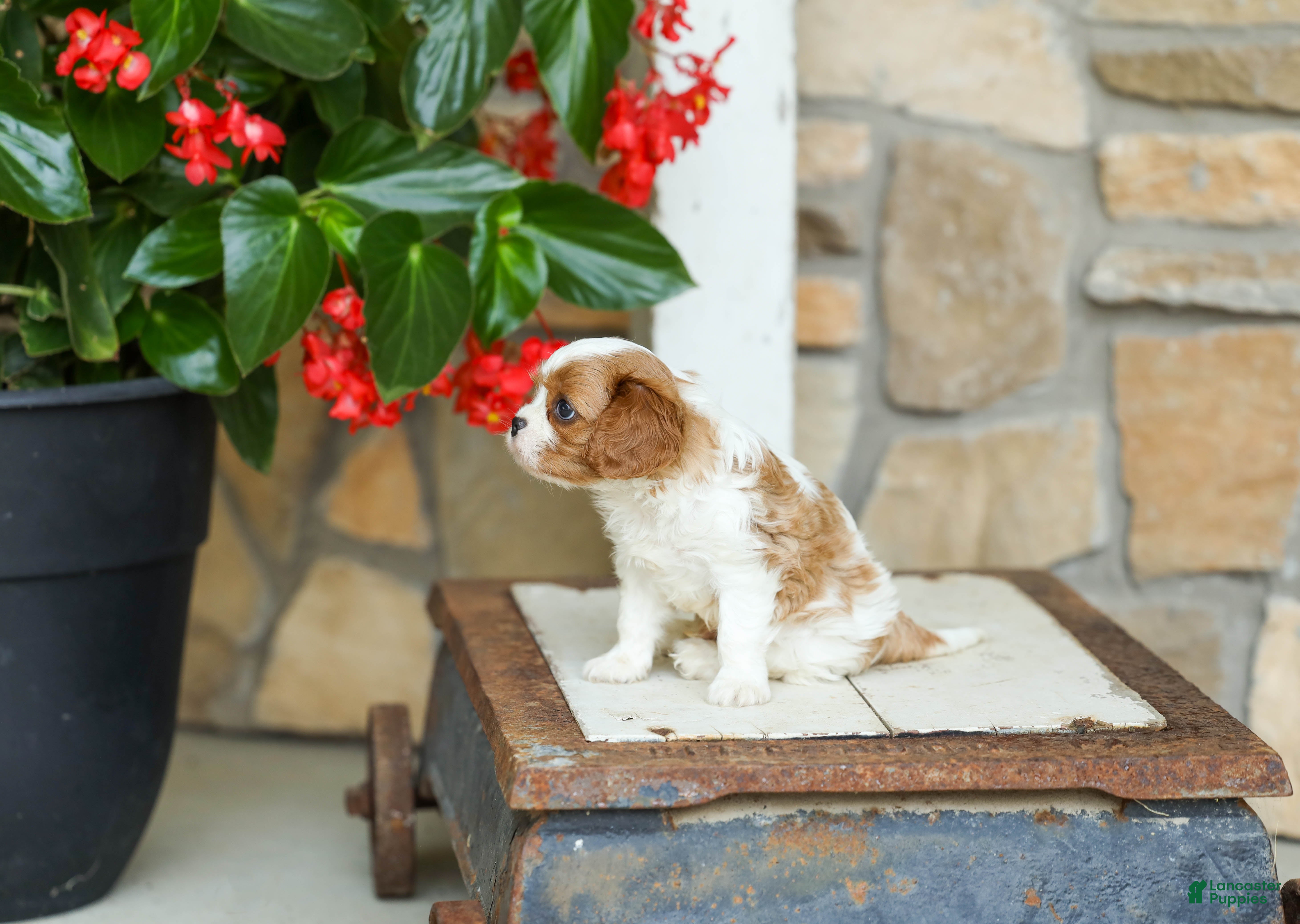 Cavalier King Charles Spaniel dogs AKC Wyatt - Ad 2