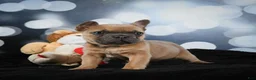 French Bulldog dogs for sale: April - Ad 4