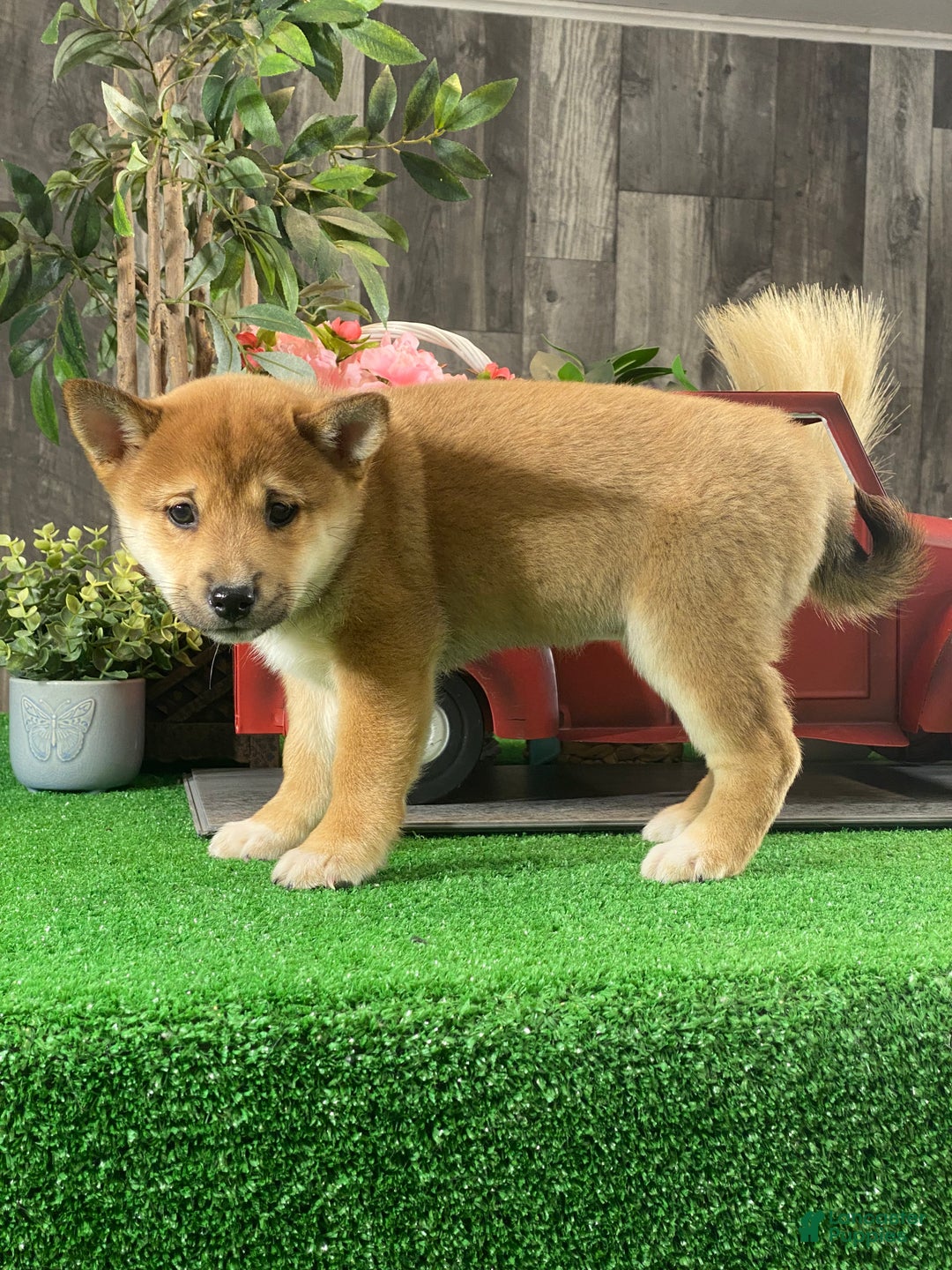 Shiba Inu dogs for sale: Inka - Ad 3