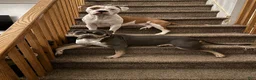 American Pit Bull Terrier dogs for sale: American Pit Bull Terrier  - Ad 10
