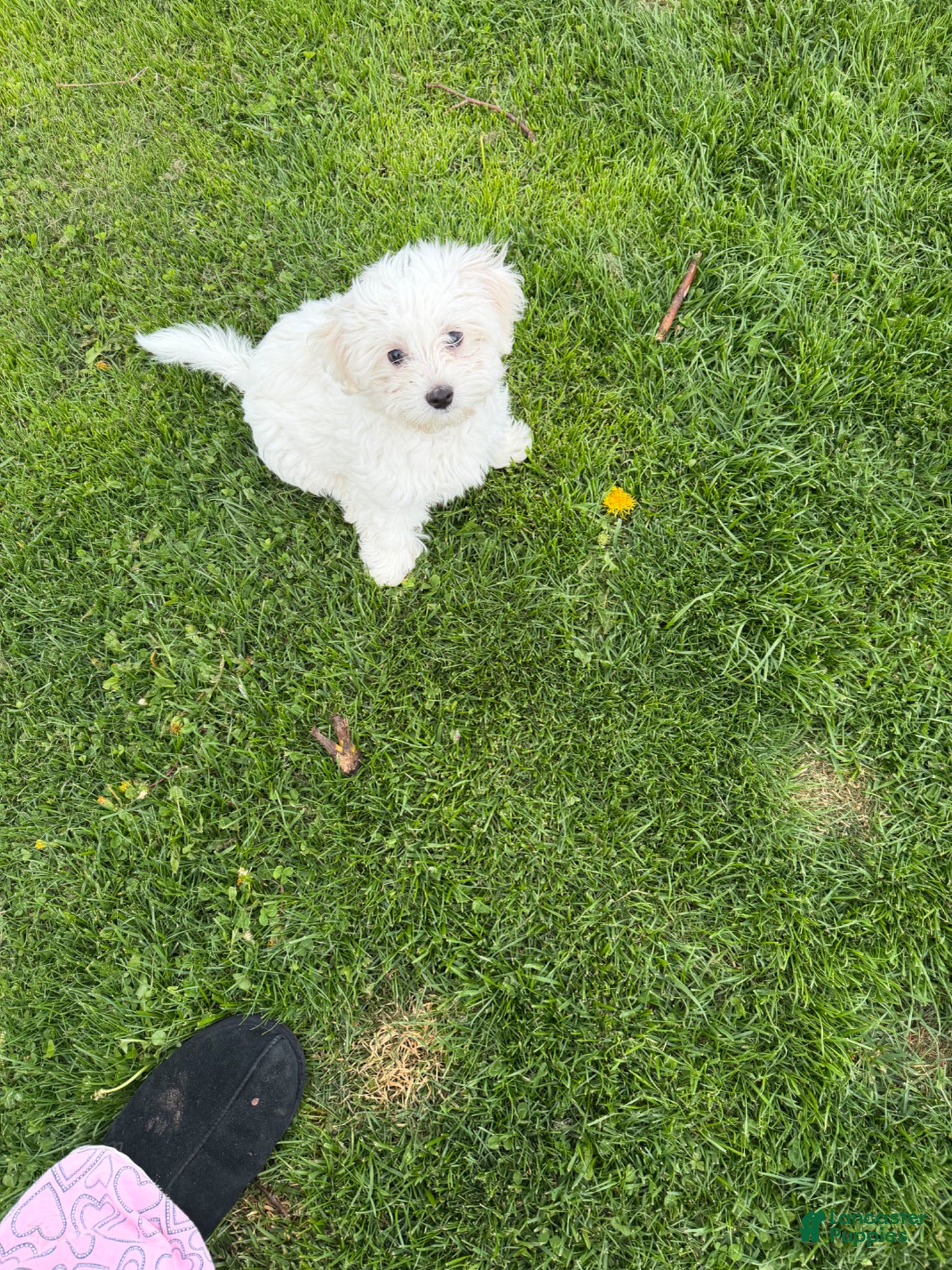 Maltipoo dogs Maltipoo Puppy 1 - Ad 17