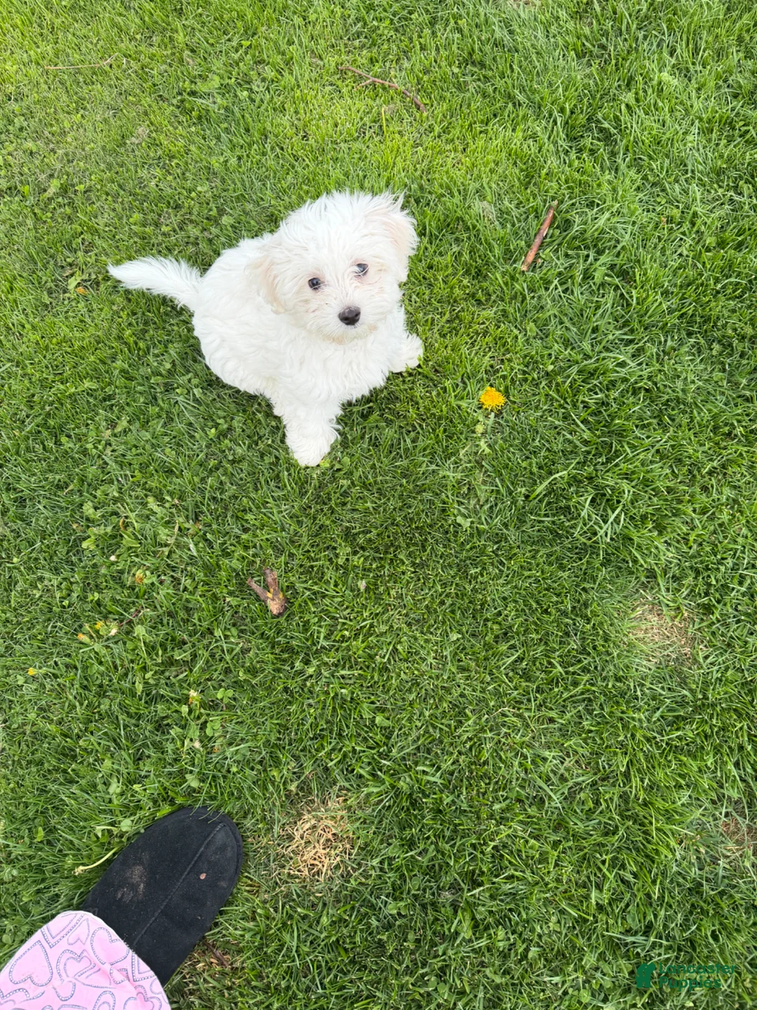 Maltipoo dogs for sale: Maltipoo Puppy 1 - Ad 1