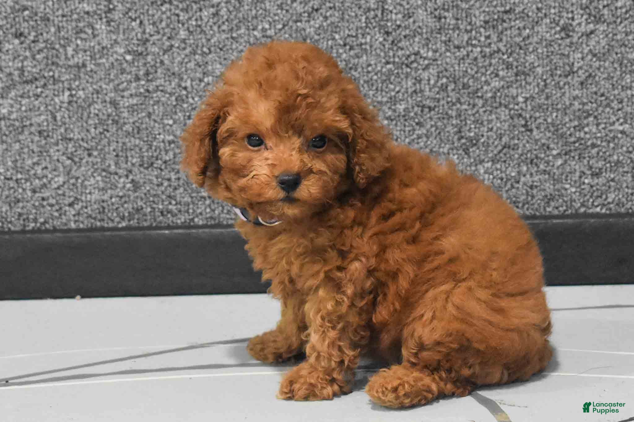 Miniature Poodle dogs Loise❤️ - Ad 1