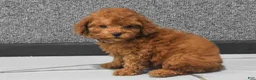 Miniature Poodle dogs for sale: Loise❤️ - Ad 1