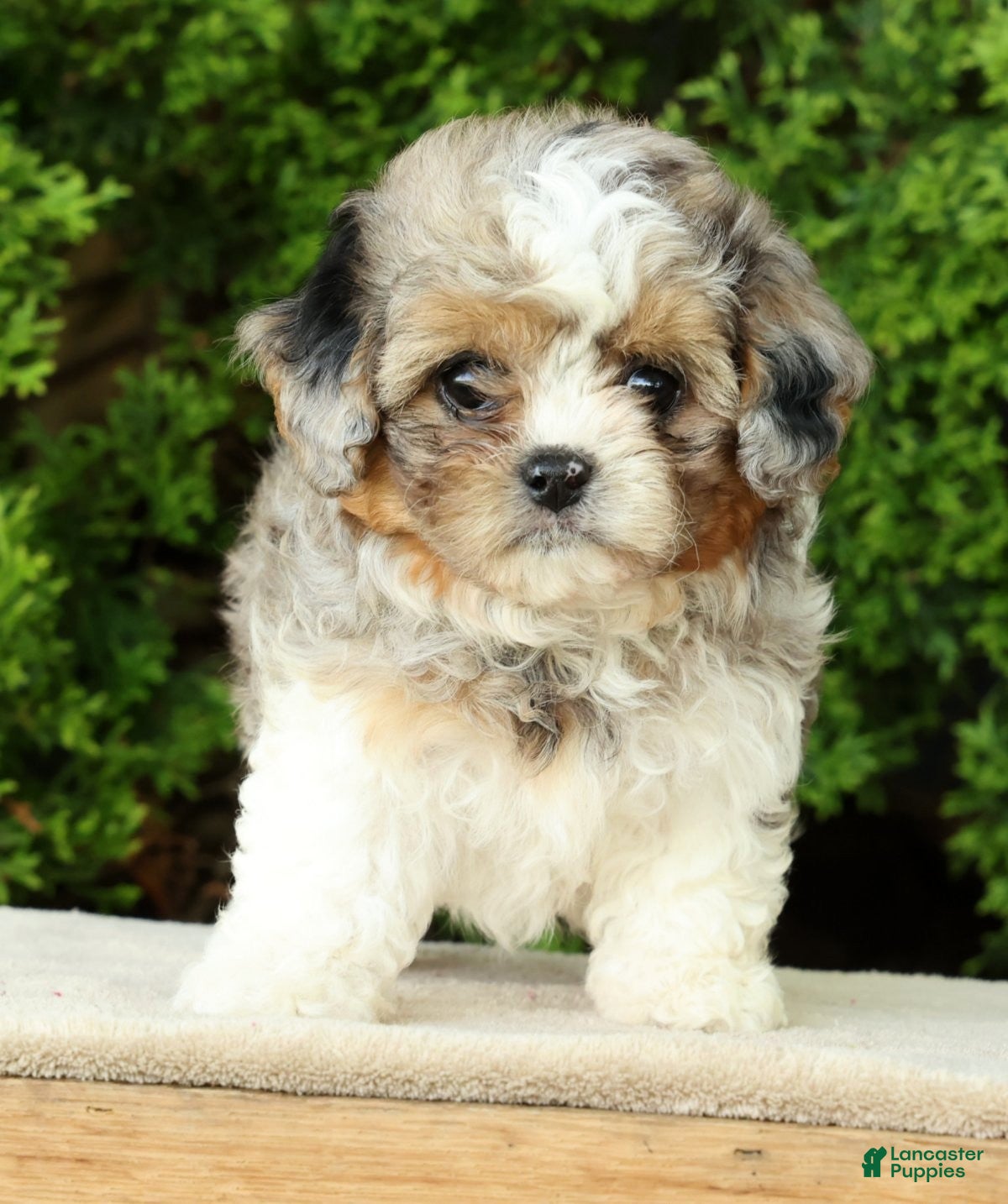 Mixed Breed dogs for sale: Finn - Ad 8