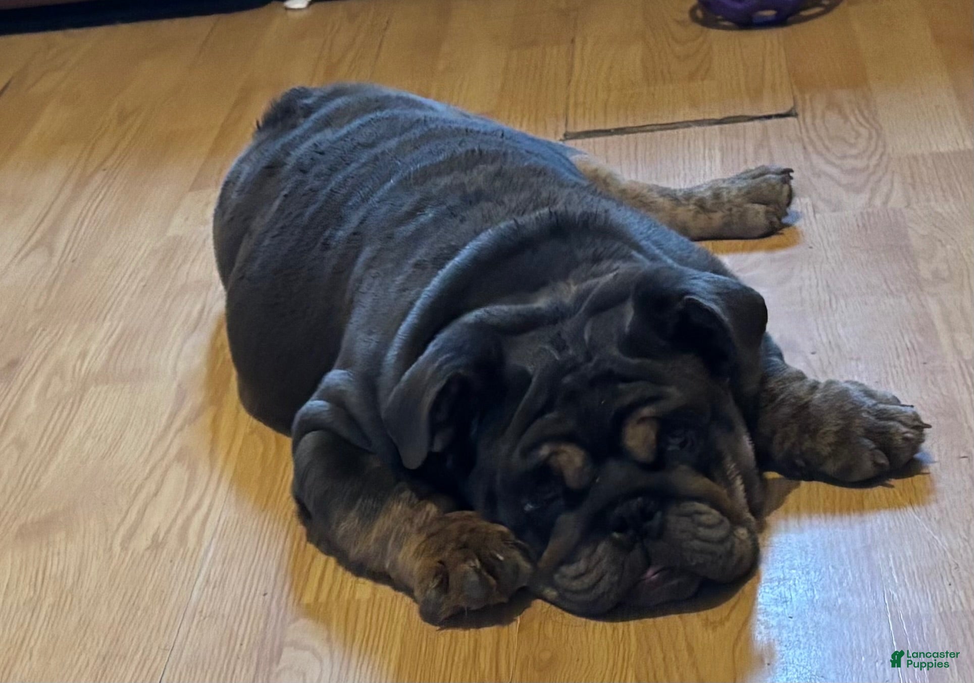 English Bulldog dogs Glo - Ad 2